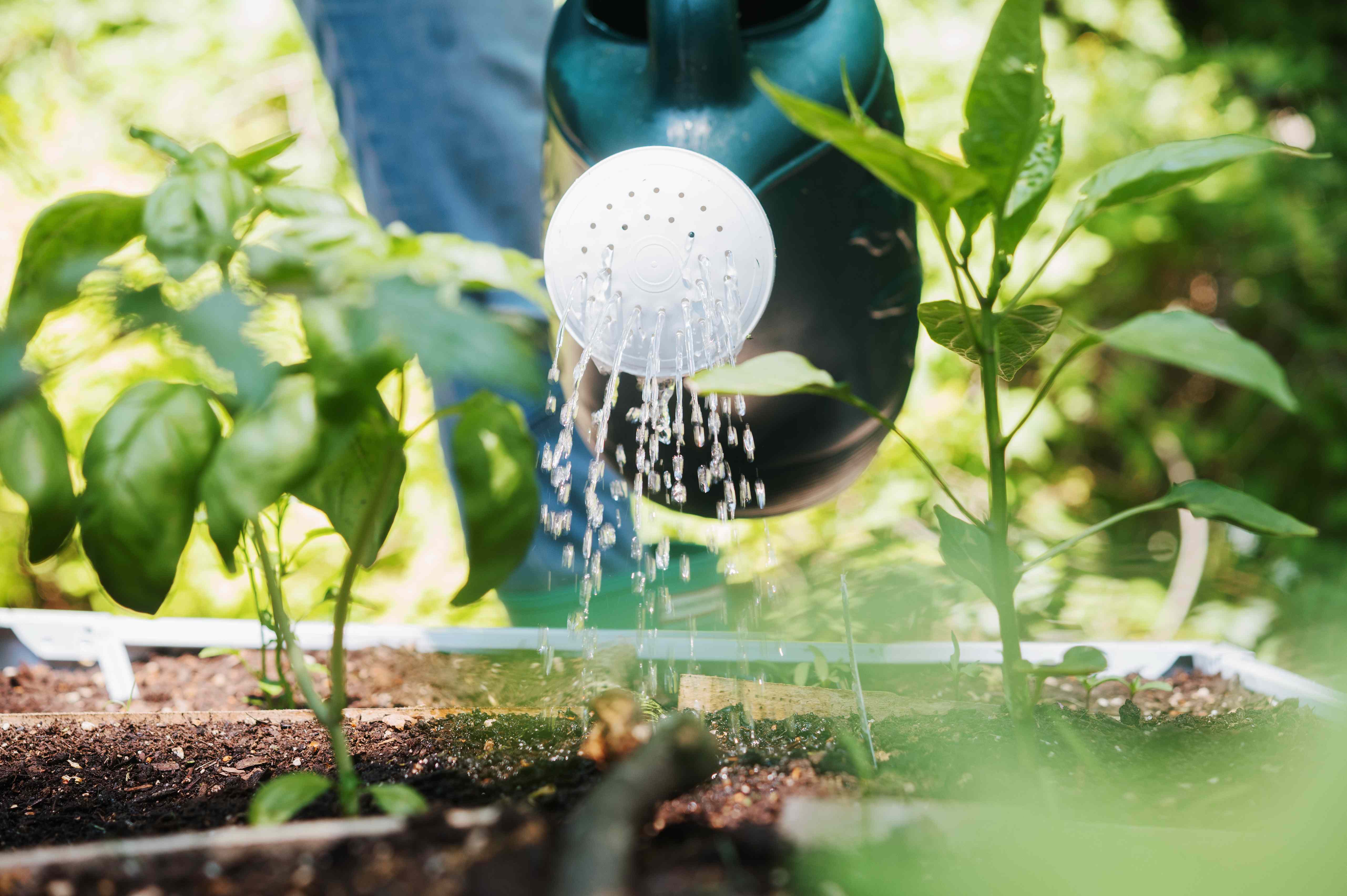 The Common Watering Mistake That Could Leave Your Plants More Vulnerable To Disease