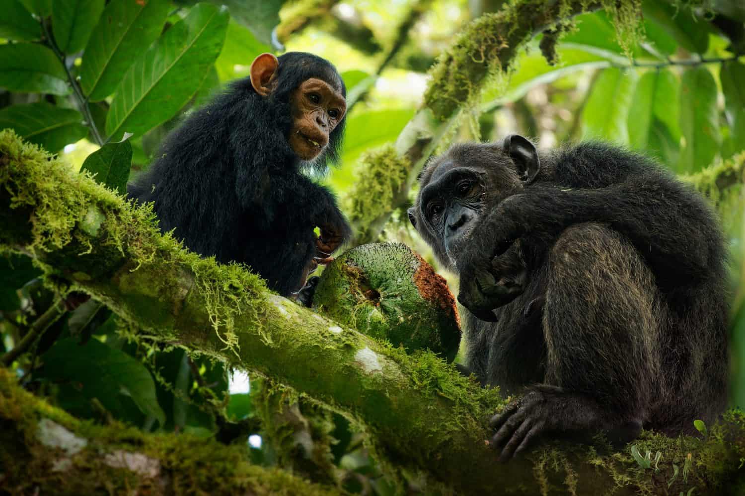 Common or Robust Chimpanzee - Pan troglodytes also chimp, great ape native to the forest and savannah of tropical Africa, pair of humans closest living relative in the rainforest eating fruit.
