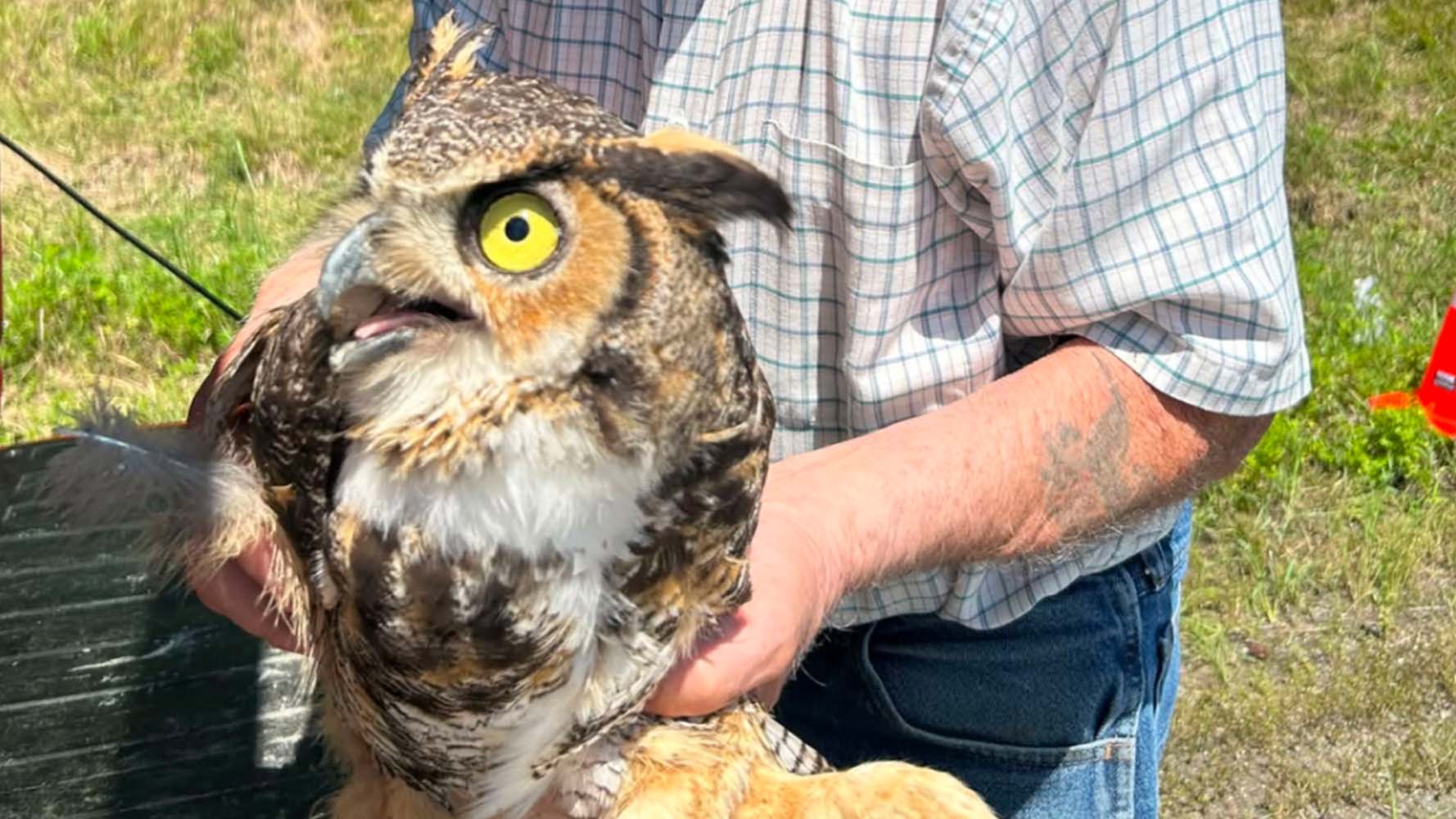 Injured great horned owl rescued along Massachusetts highway