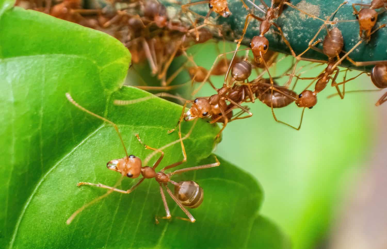 Meet the Exploding Ant Whose Death Kills Its Attackers - AOL