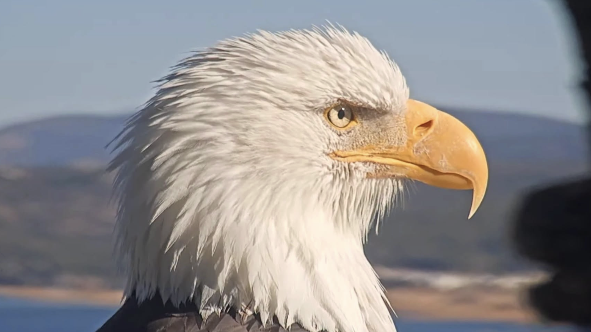 Photo: aol.com Jackie, l'aigle chauve célèbre de Big Bear Valley, meurt à l'âge de 14 ans