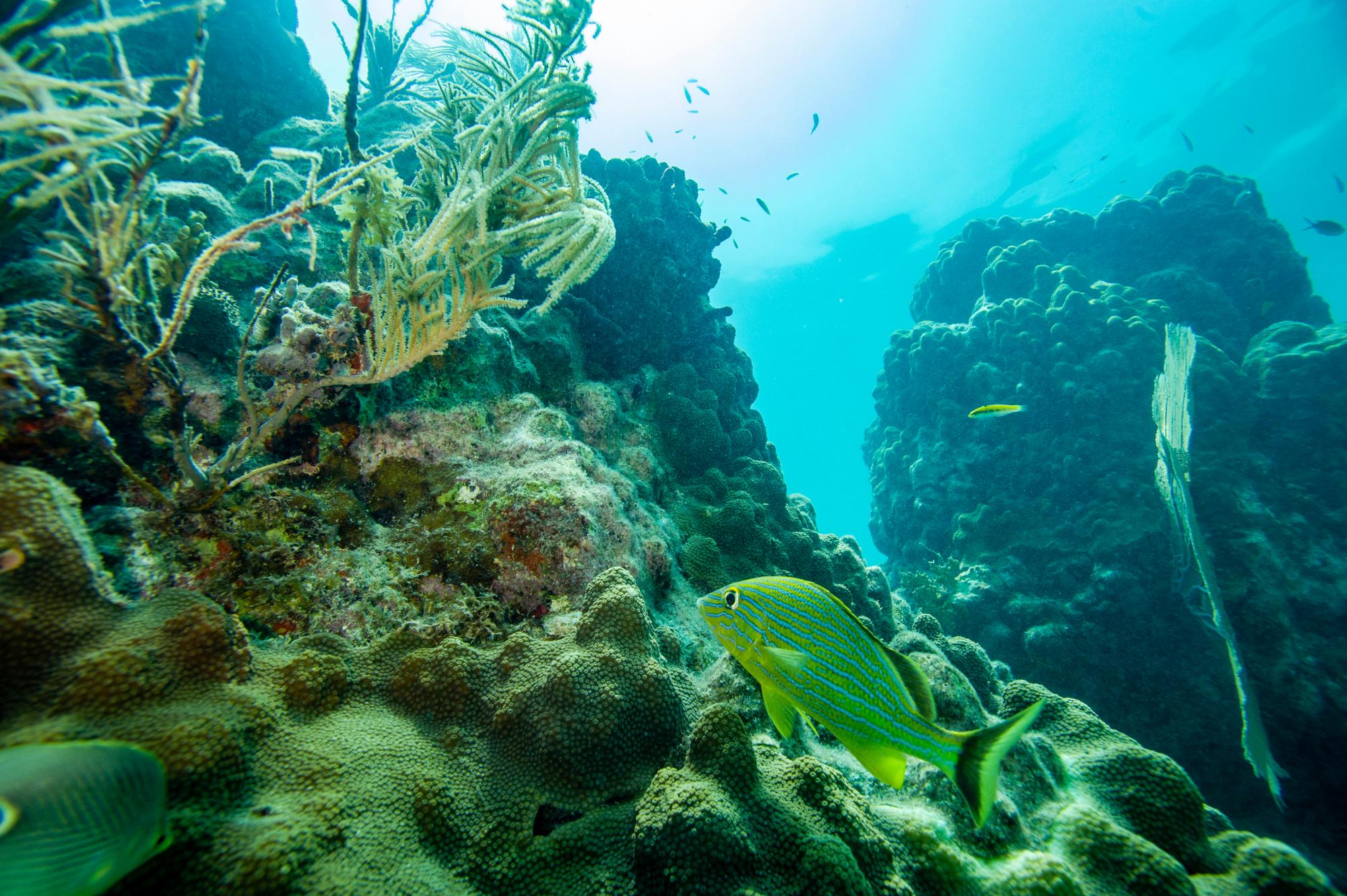 An ambitious new project in Florida is giving marine scientists hope: ‘I just see so much potential'