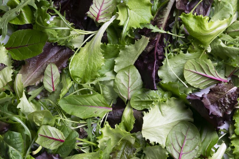 Salad sales slump as parasite fears push shoppers to farmers markets