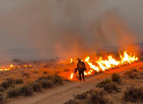Bug Fire: Believed to be human-caused, 44,000 acres burned, 3% ...