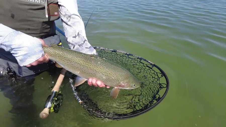 abu garcia max pro 30 spinning combo MAXXSP30/661M MAXX Craws SKU:TXES70H featuring an asymmetric design SISUPASSIE Telescoping Extension Pole,