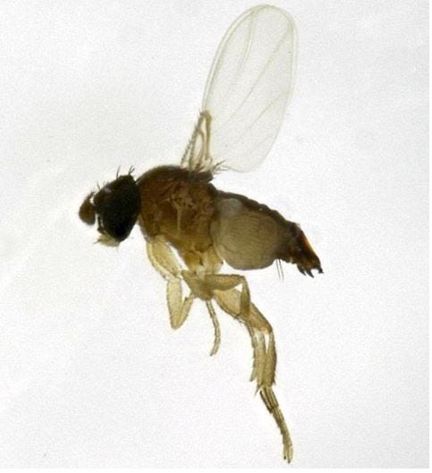 Flying ants are everywhere in Arizona right now. Here's why