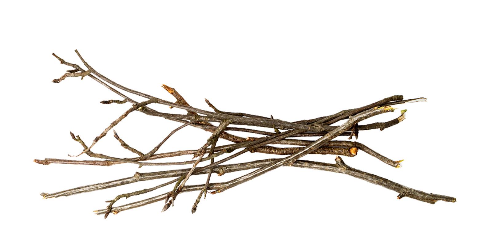 Houseplant hacks: can willow water act as a rooting hormone?