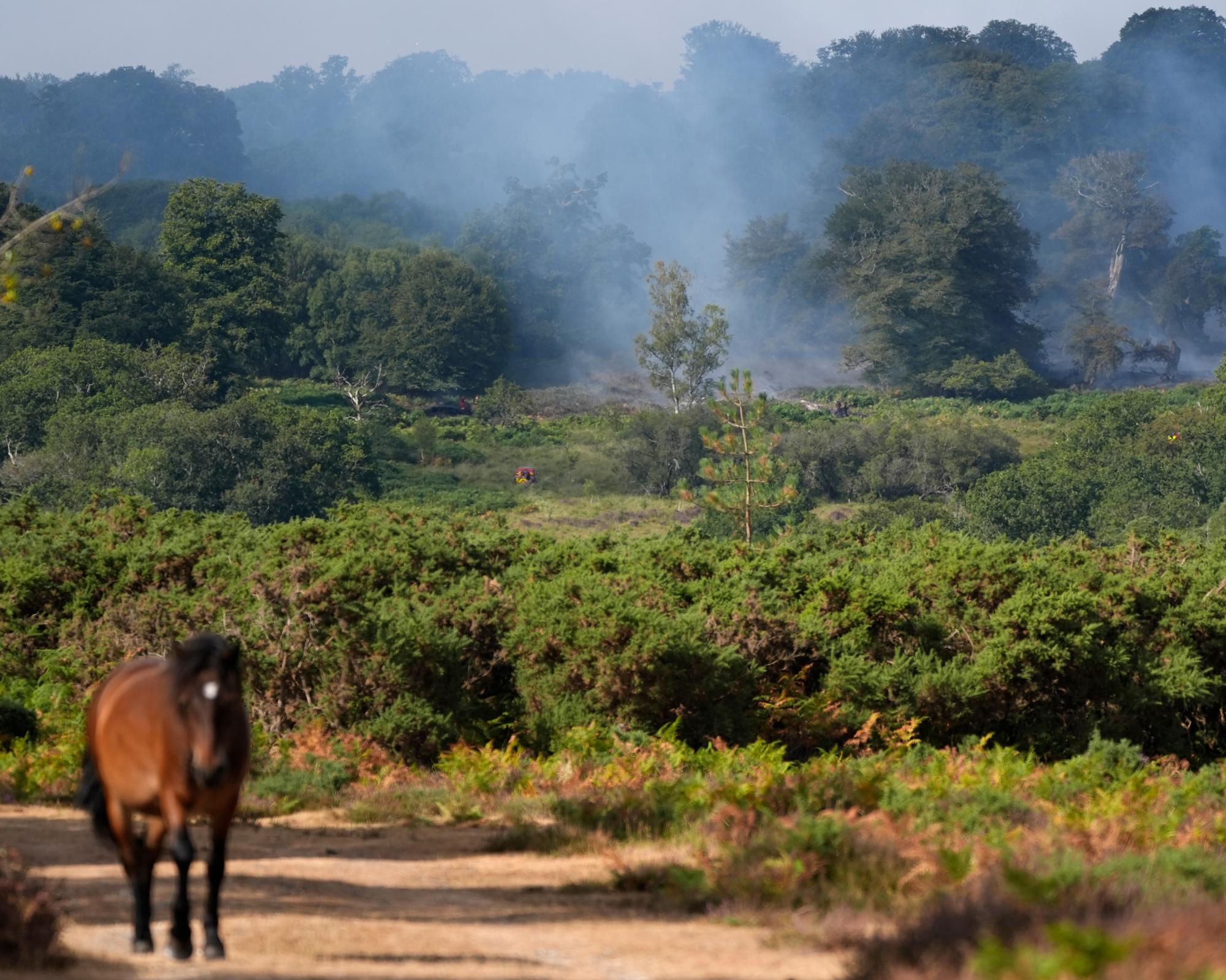 Firefighters spend second night battling ‘devastating' New Forest blaze
