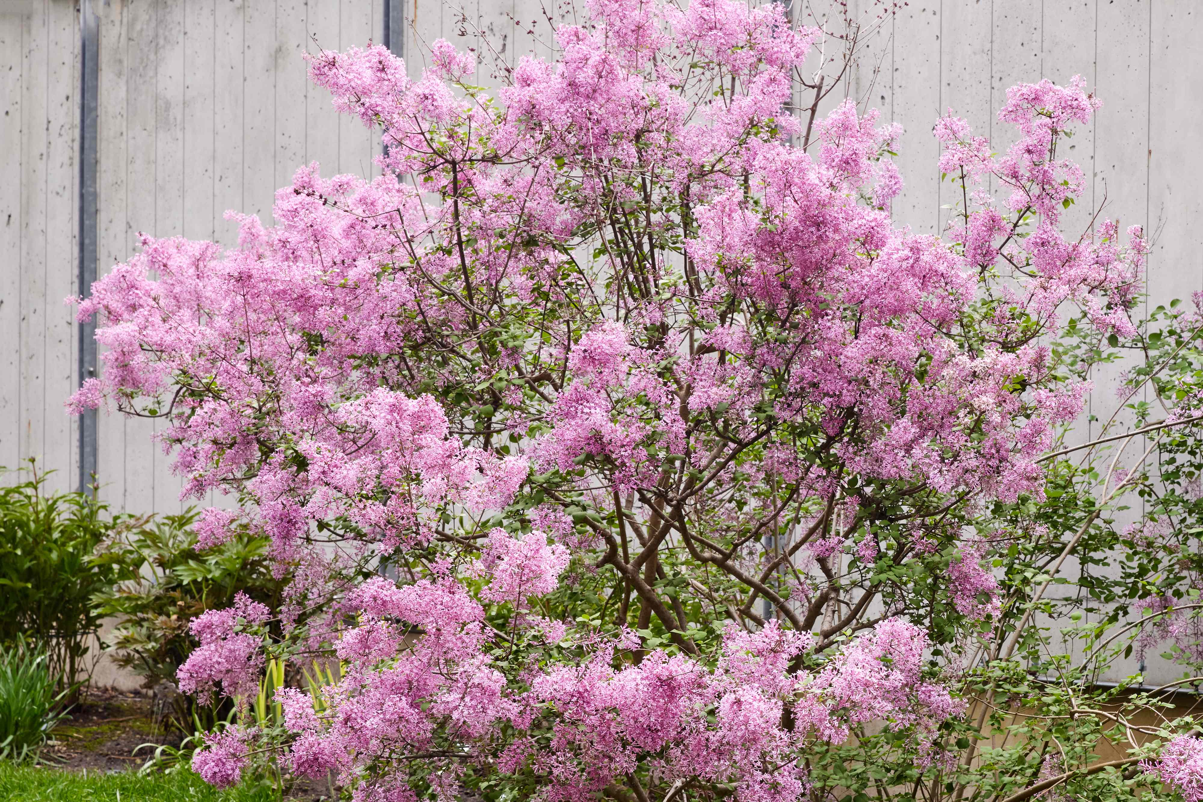 ‘90s plants are trending—here are 7 plants popular in the ‘90s worth growing
