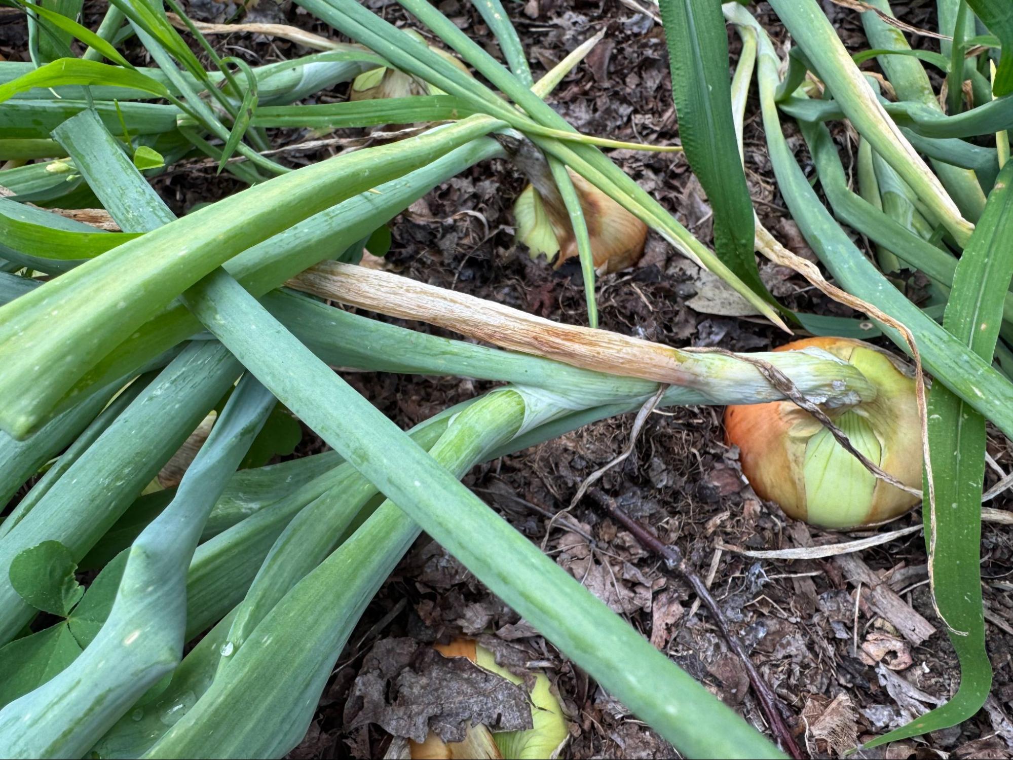 growing-onions-a-multi-layered-approach-aol