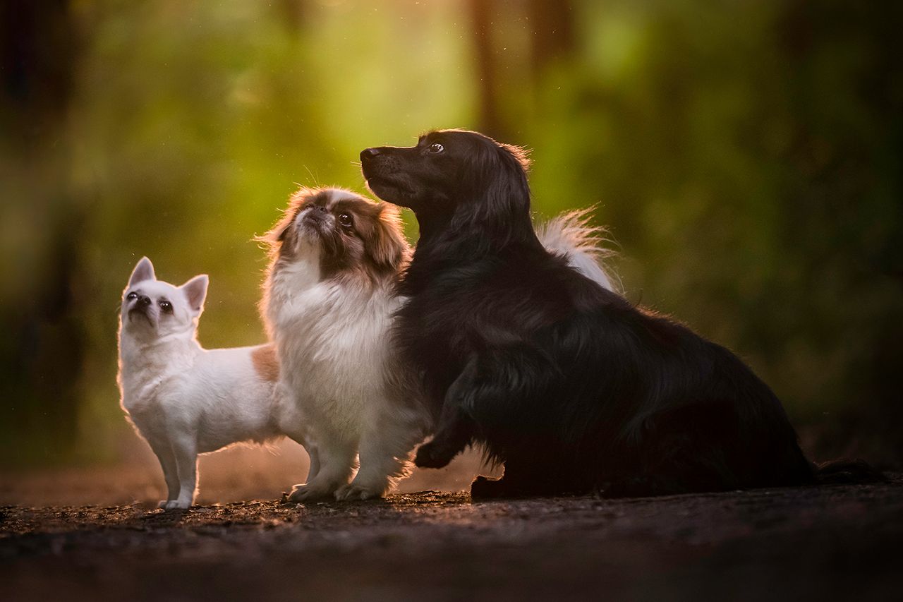 America s Most Popular Dog Name Revealed With Old Classics And TV america-s-most-popular-dog-name-revealed-with-old-classics-and-tv