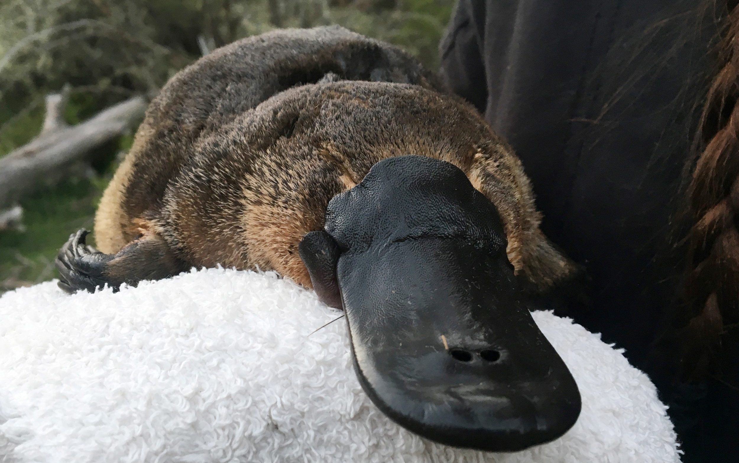 H5N1 sparks a very Australian epidemic