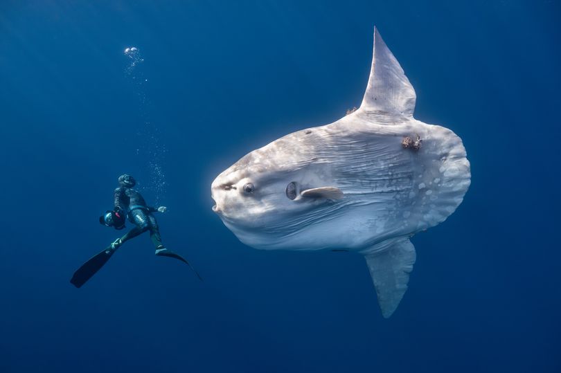 15 deep-sea photos with doe-eyed seal pup and giant sunfish among Ocean Photographer of the Year 2026 nominees