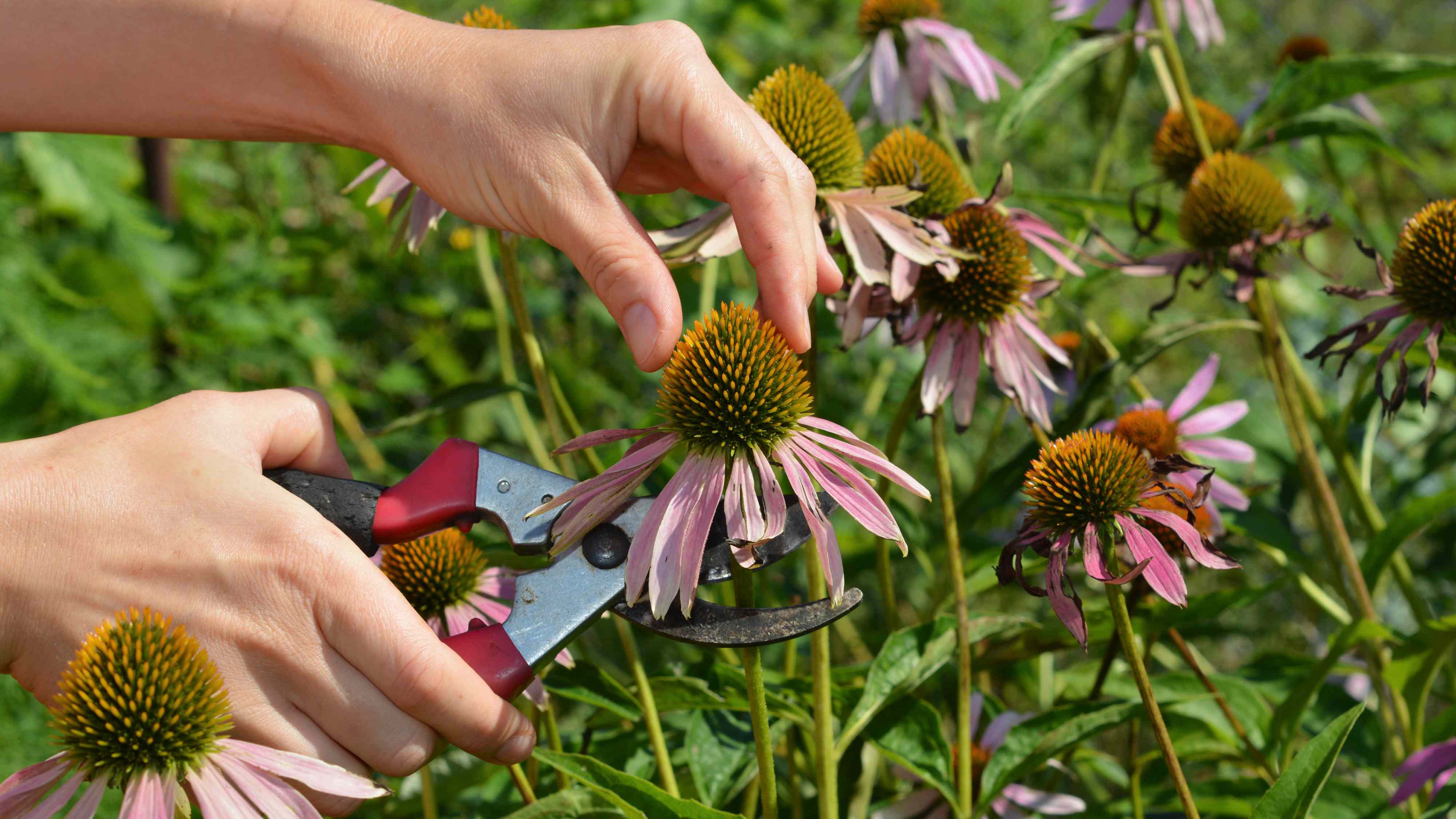 Should You Cut Off Dead Coneflower Blooms? Garden Pros Explain What to Do for Healthier Flowers