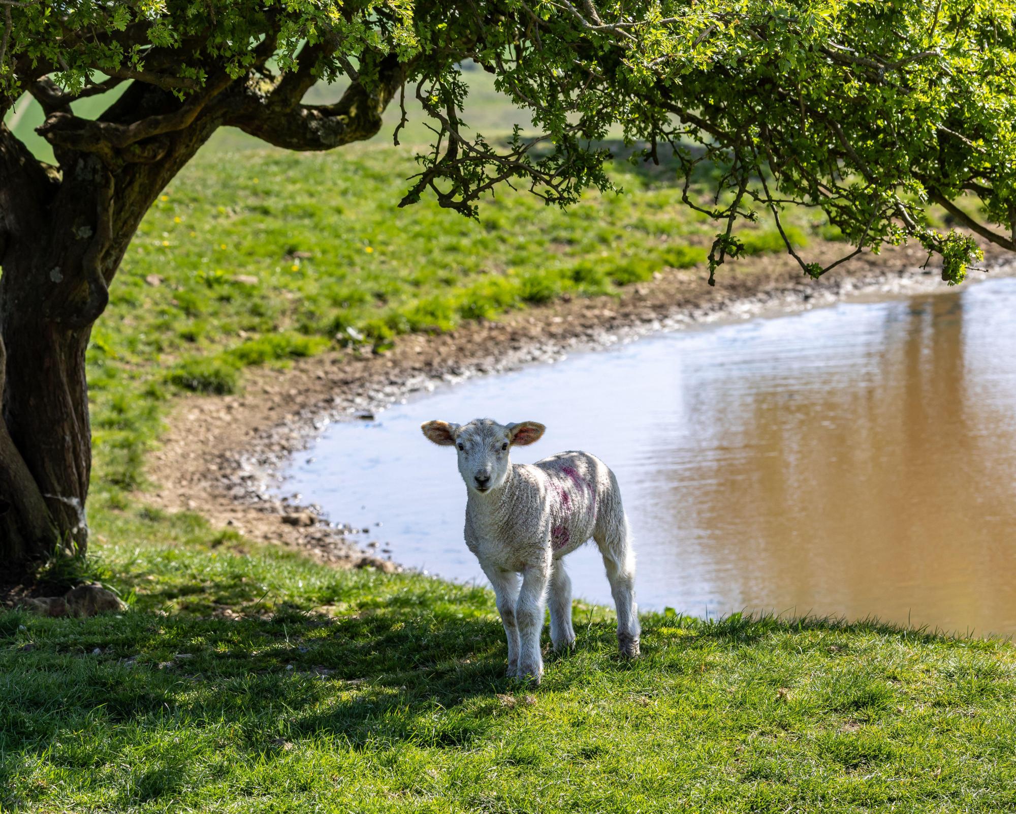 How England's brutal summer heat is affecting farm animals and crops