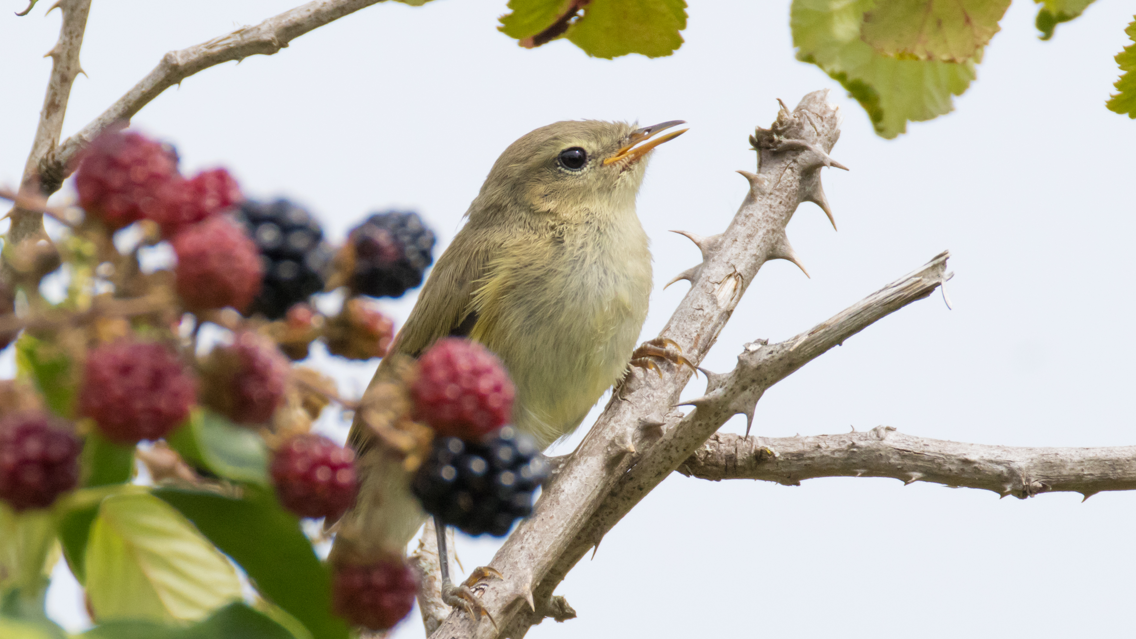 Wildlife suffering in heatwaves, say experts