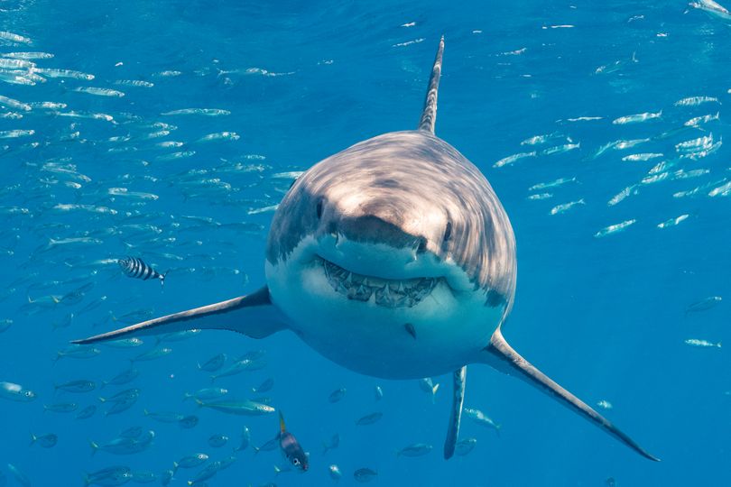 Great white sharks 'are in UK waters' and hot weather 'could bring another 20ft sea beast'