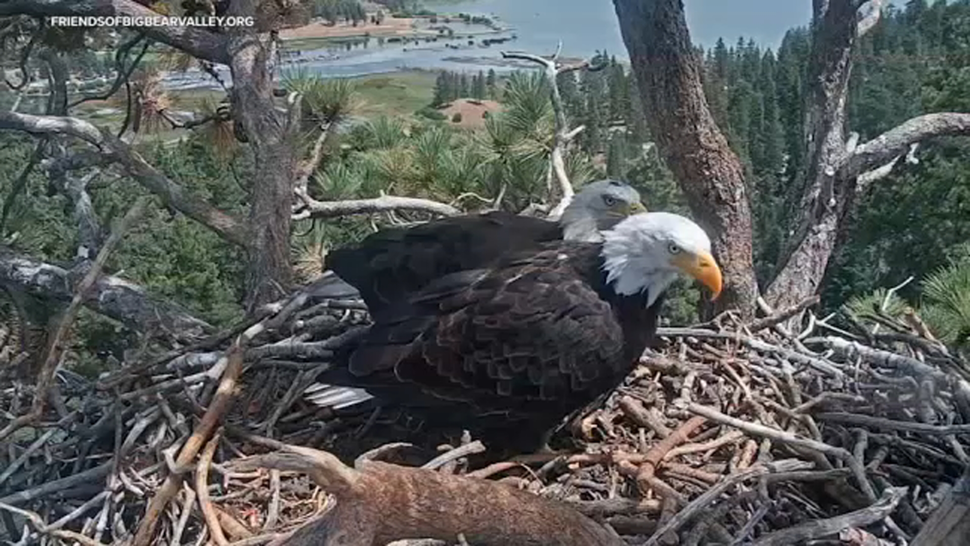 Big Bear eagle Shadow seen back at his nest with a new friend - AOL