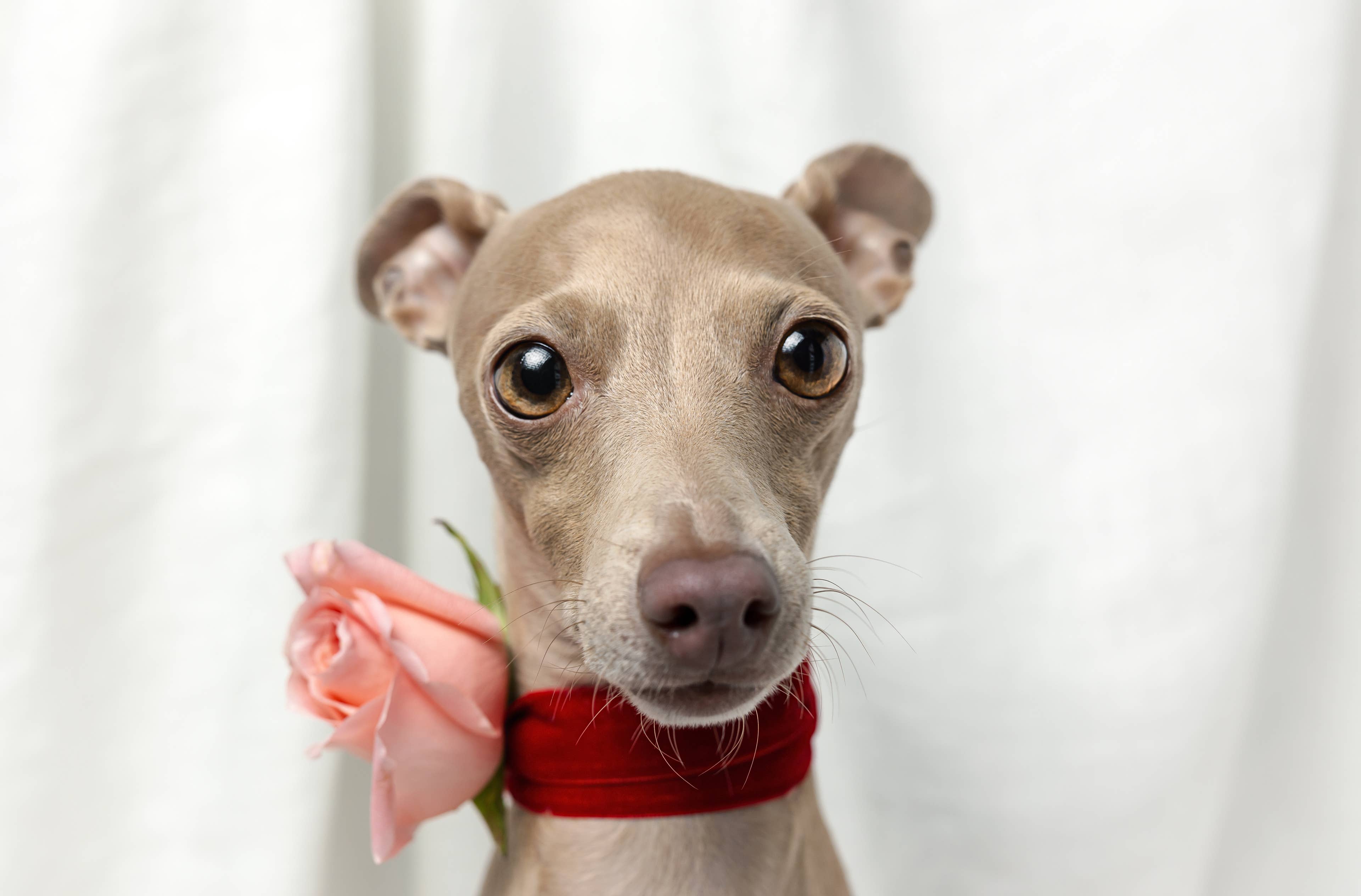 Italian Greyhound Steals the Spotlight in Hilarious Fashion Faceoff With Dad