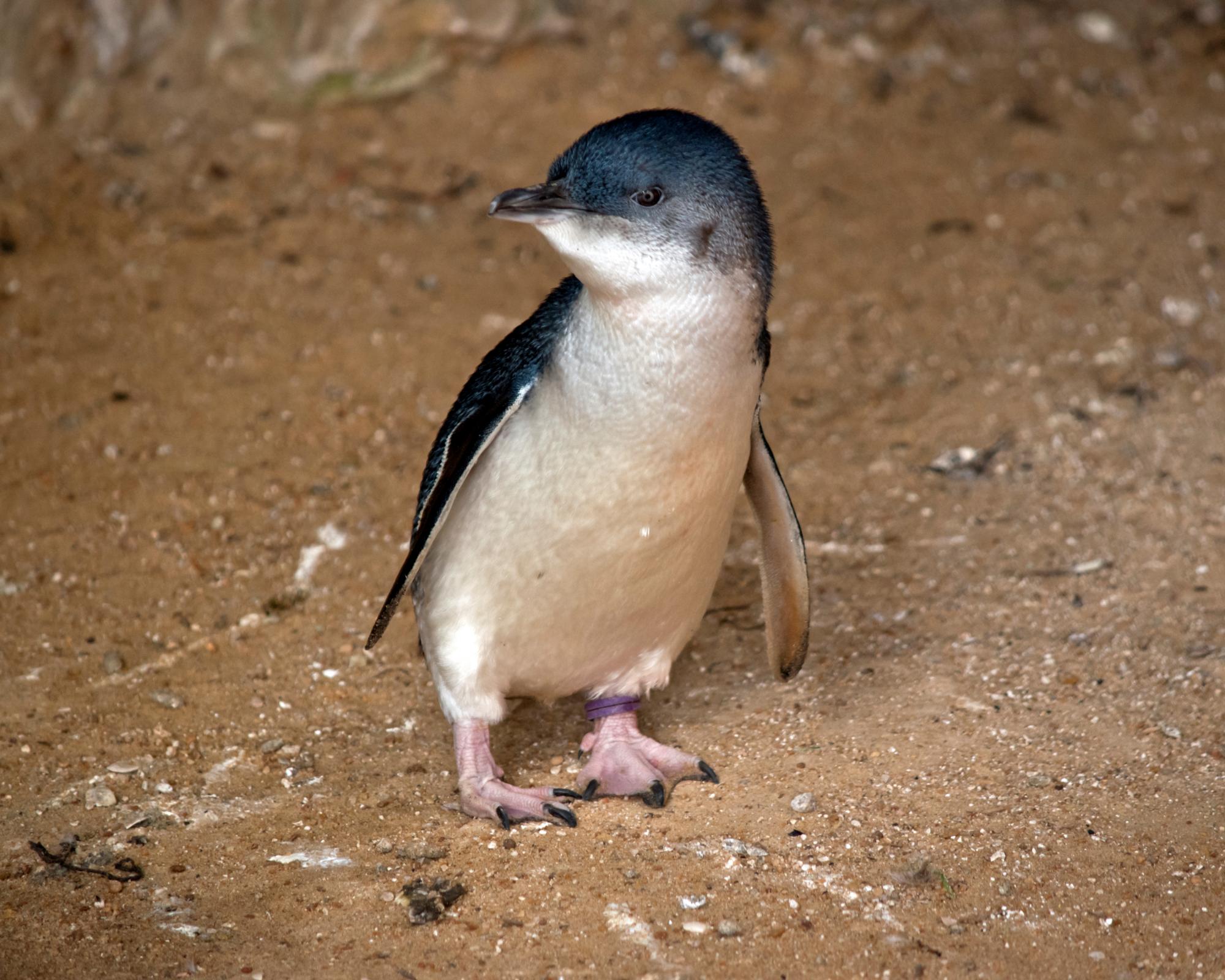 Penguin Bird Flu