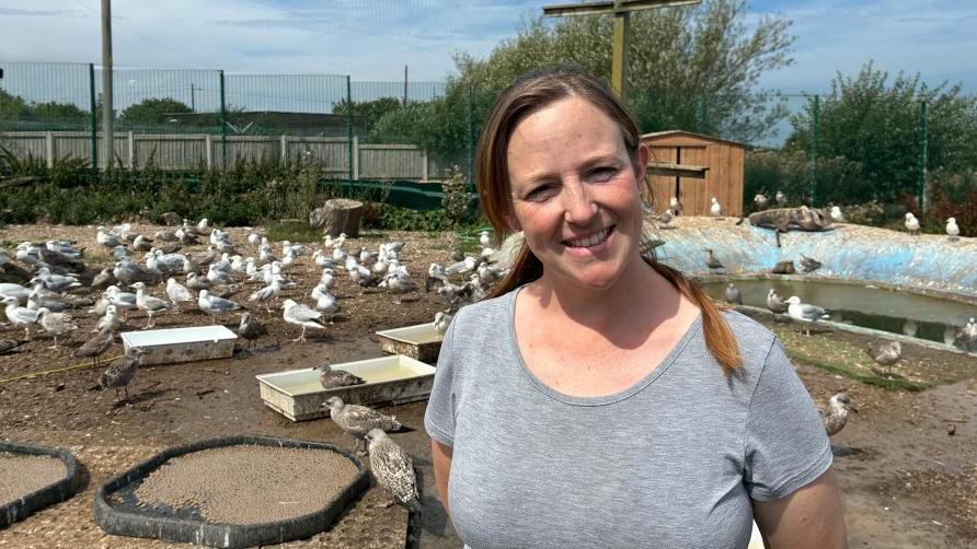 'Every summer we admit hundreds of gulls for rehabilitation'