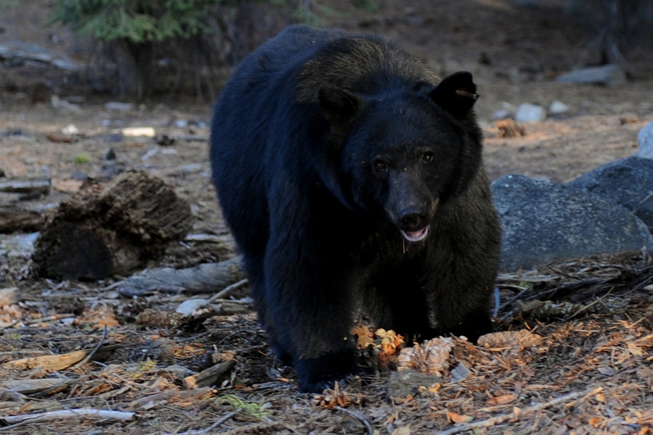 ‘I’m a little sad over my KFC’: Bear bursts into Kentucky woman’s home, steals dinner