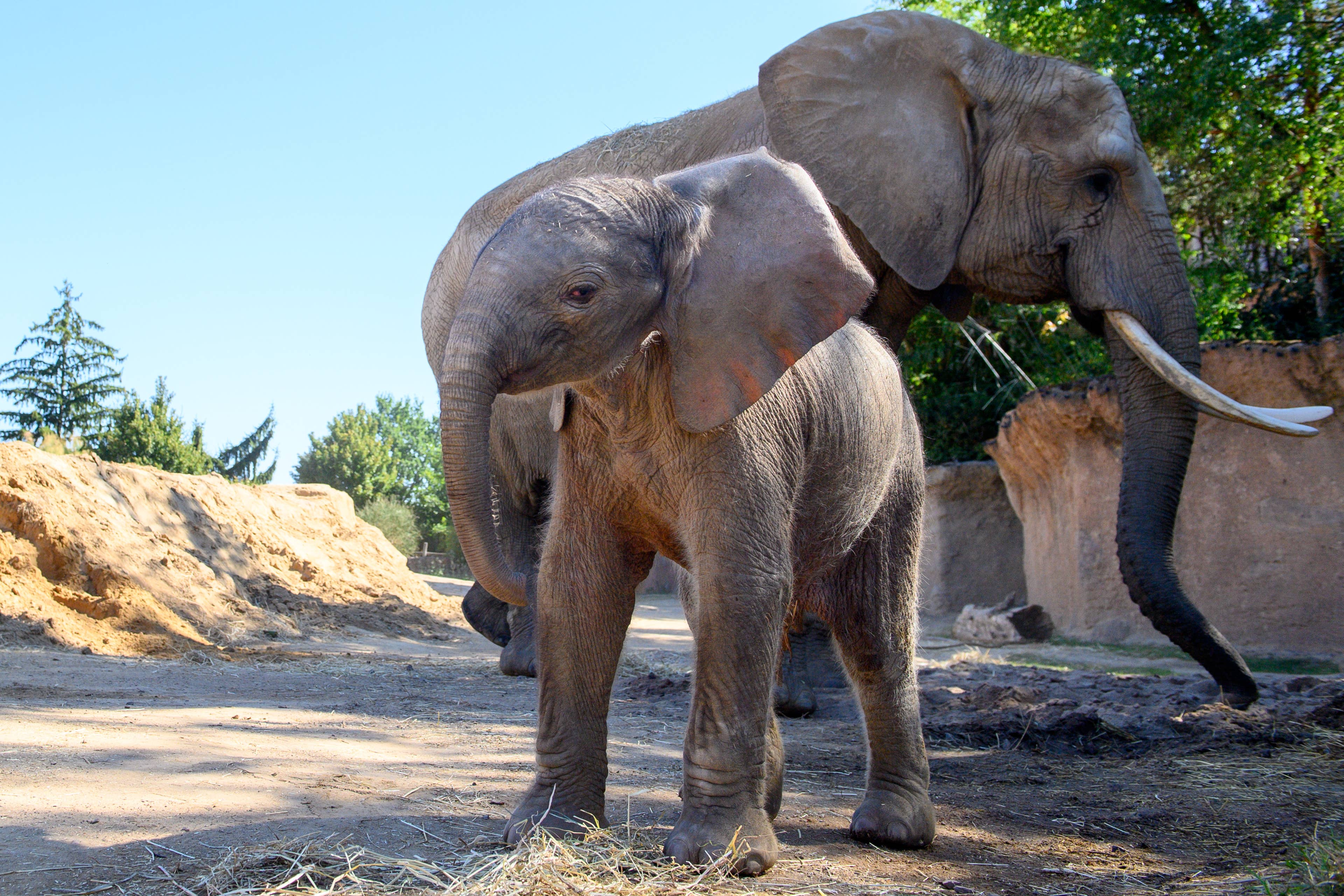Baby Elephant Acts Just Like a Toddler, and Mom Is Clearly Over It