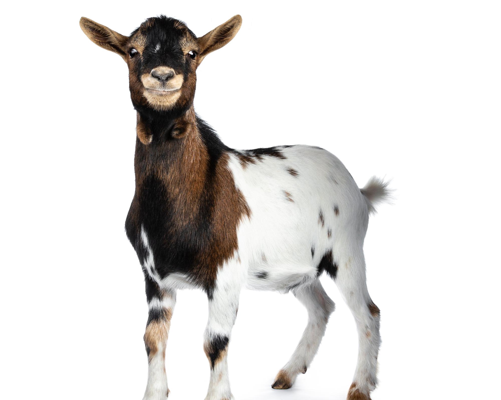 Did you solve it? A new goat for puzzledom's GOAT