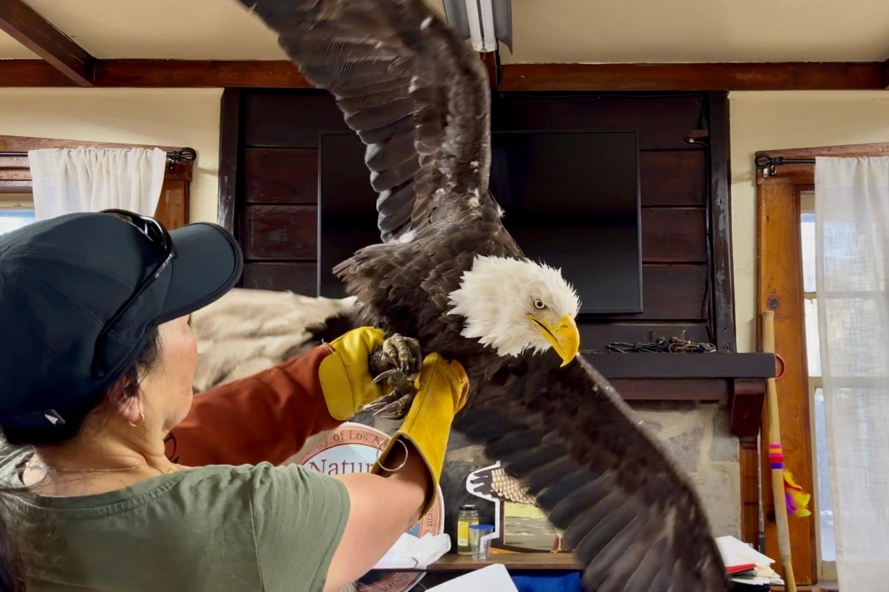 Jackie the Bald Eagle Dies at 14 After Intensive Medical Treatment