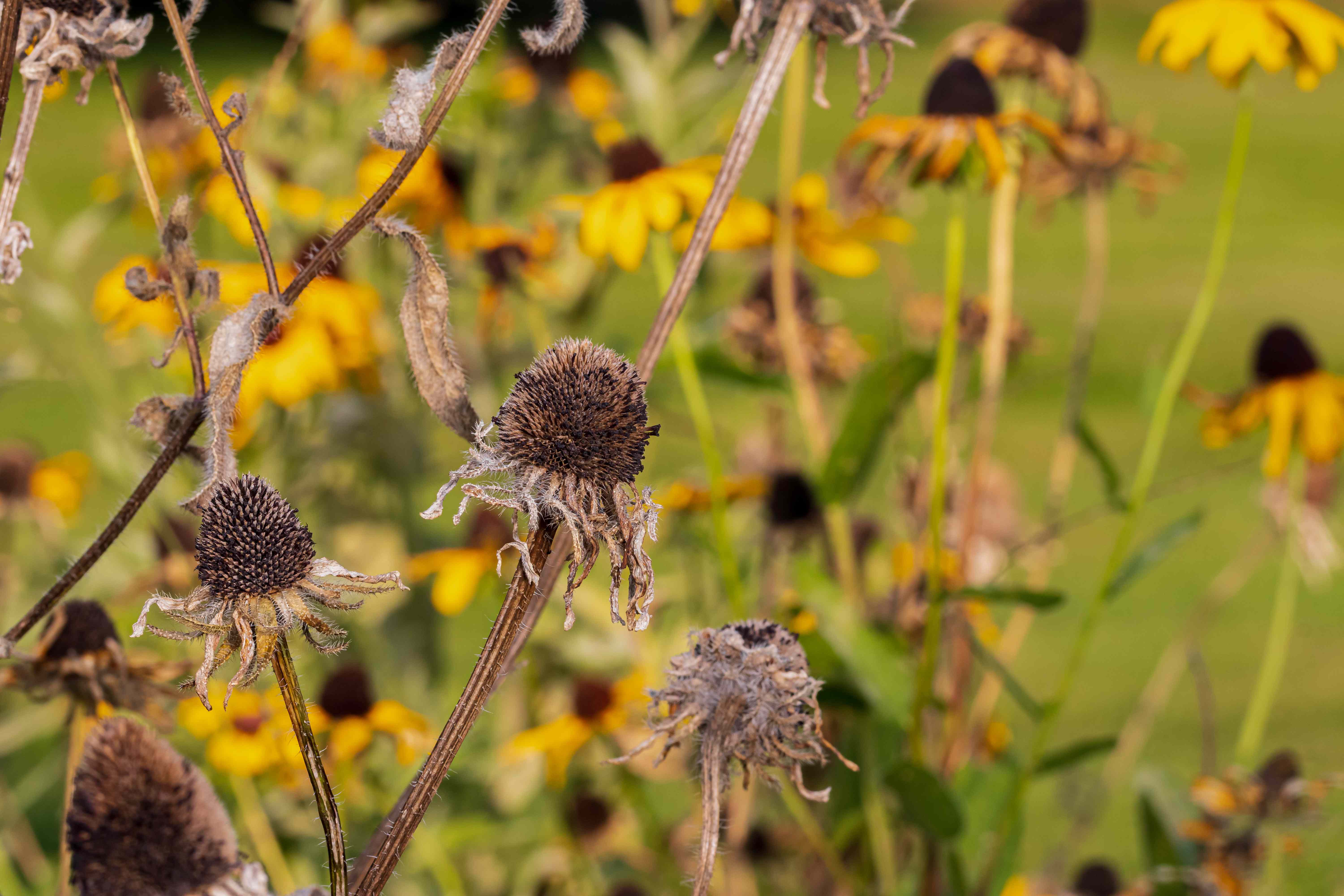 6 Sneaky Ways Weather Can Sabotage Your Garden—And Easy Solutions for Healthier Plants