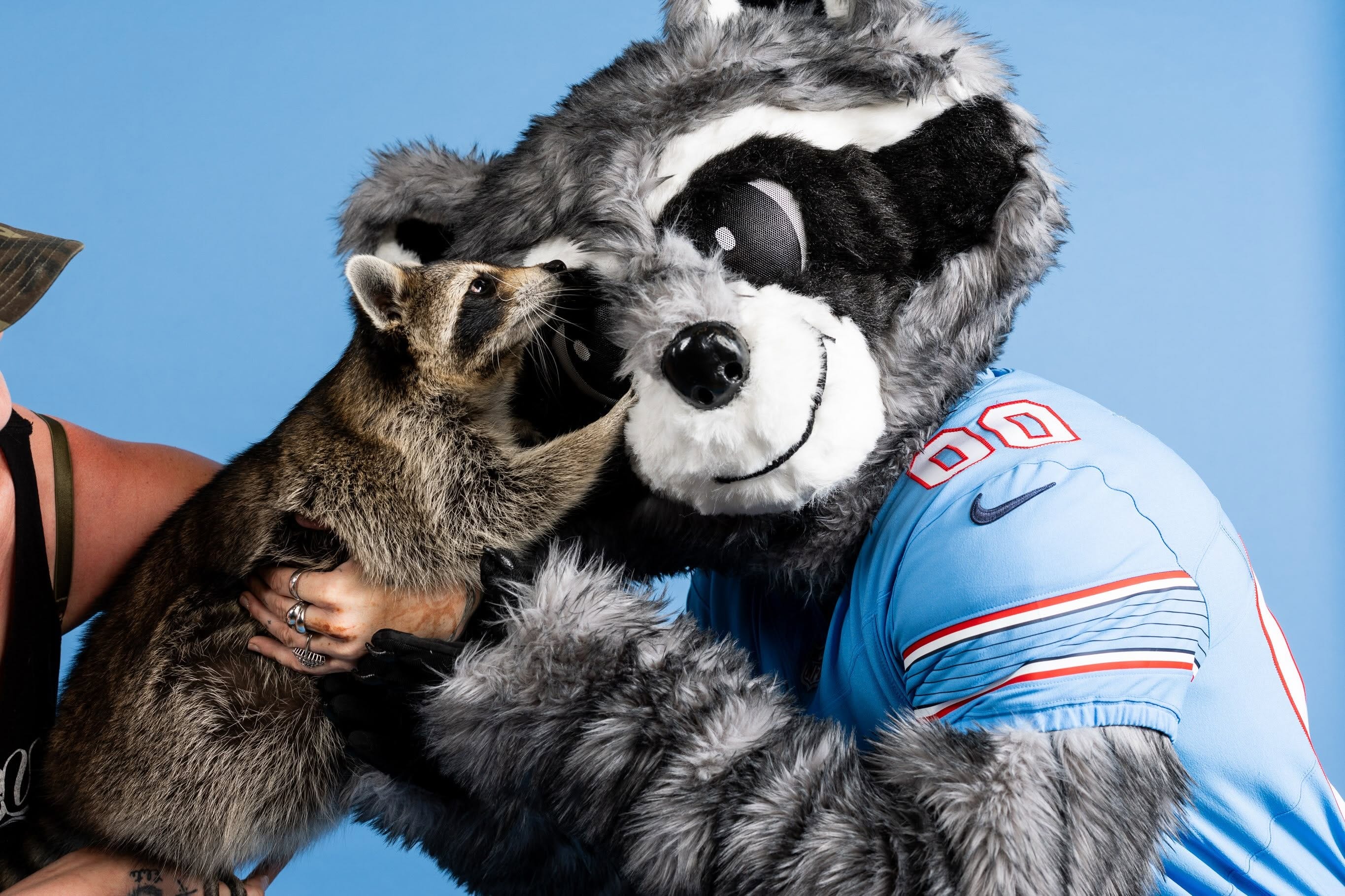 Rescue raccoon Gizzard befriends Tennessee Titans mascot