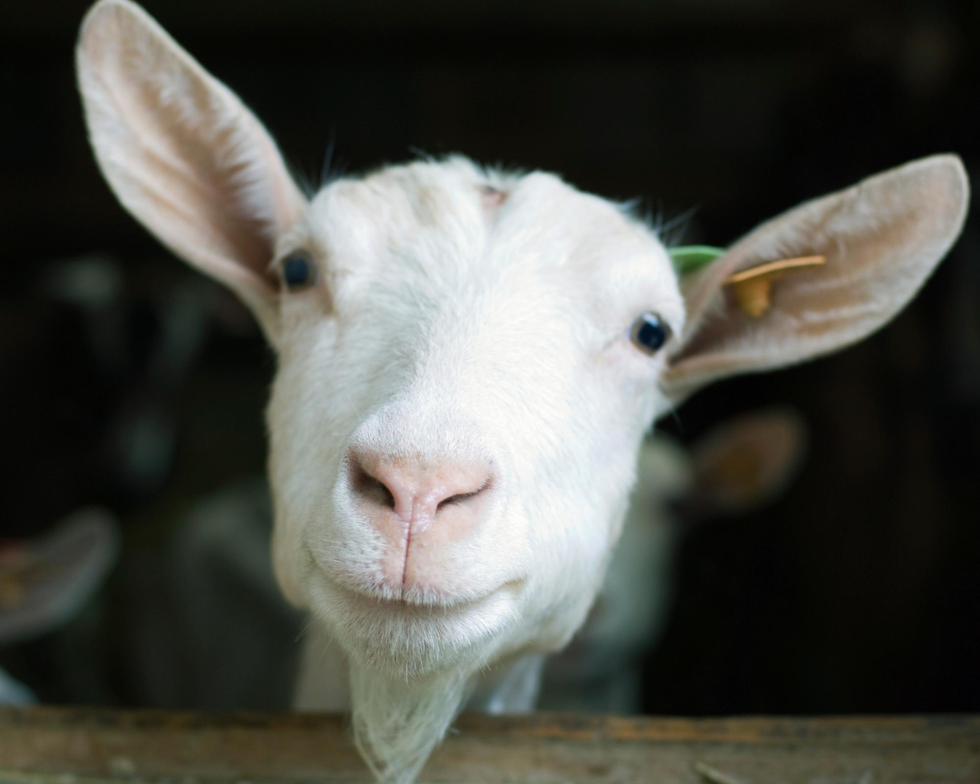 Can you solve it? A new goat for puzzledom's GOAT