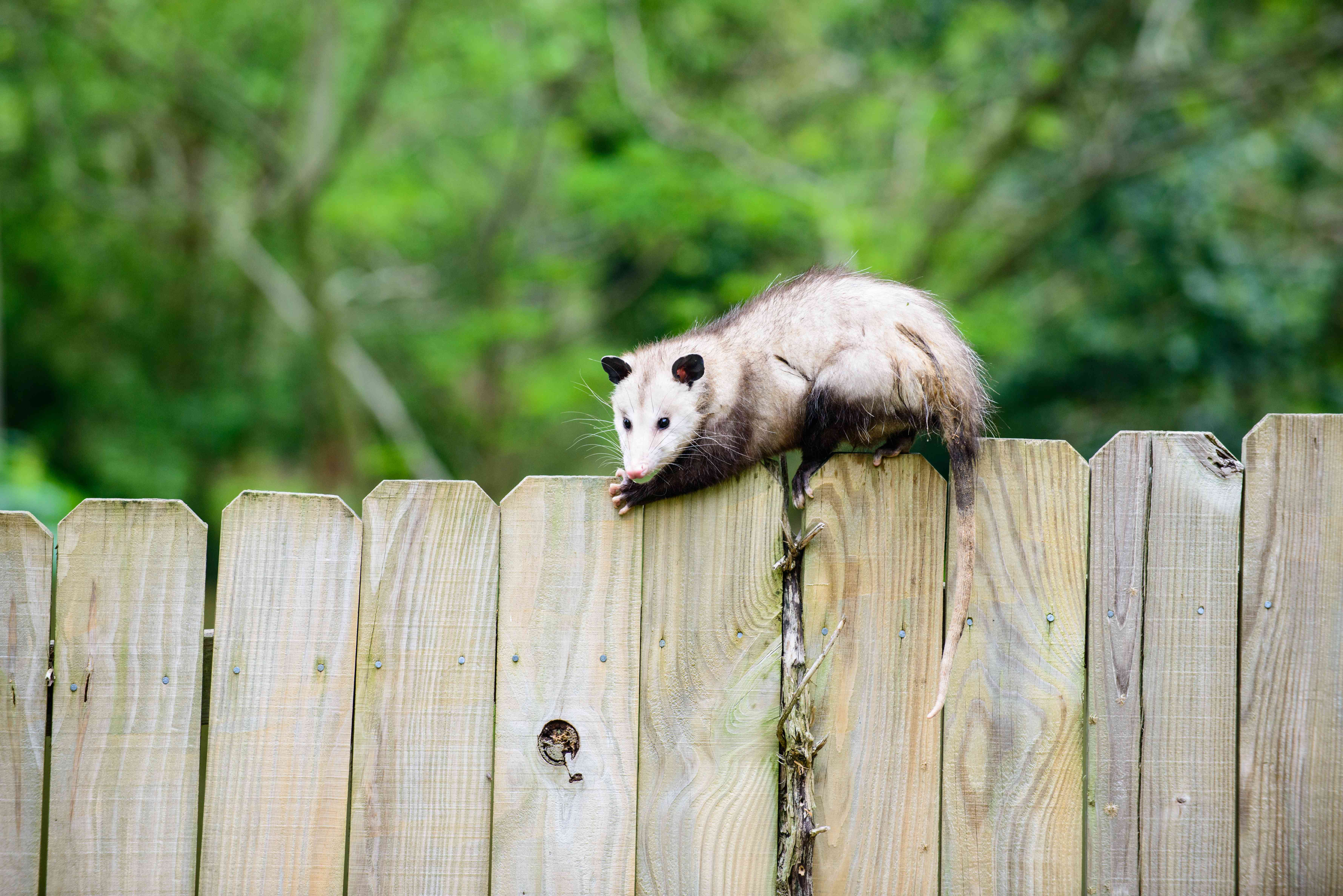The Real Difference Between Possums And Opossums