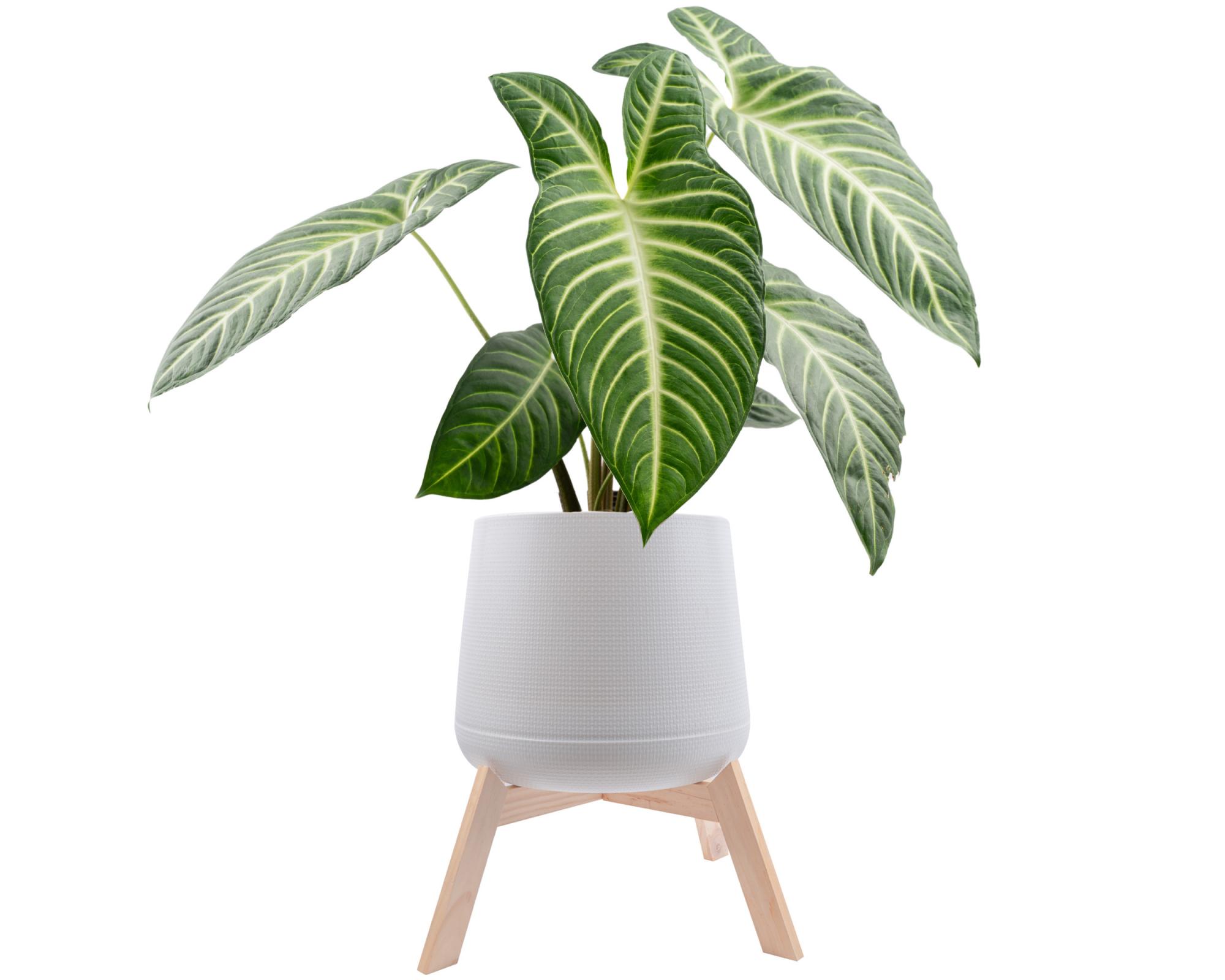 Houseplant hacks: should you always quarantine new plants to avoid pests spreading?