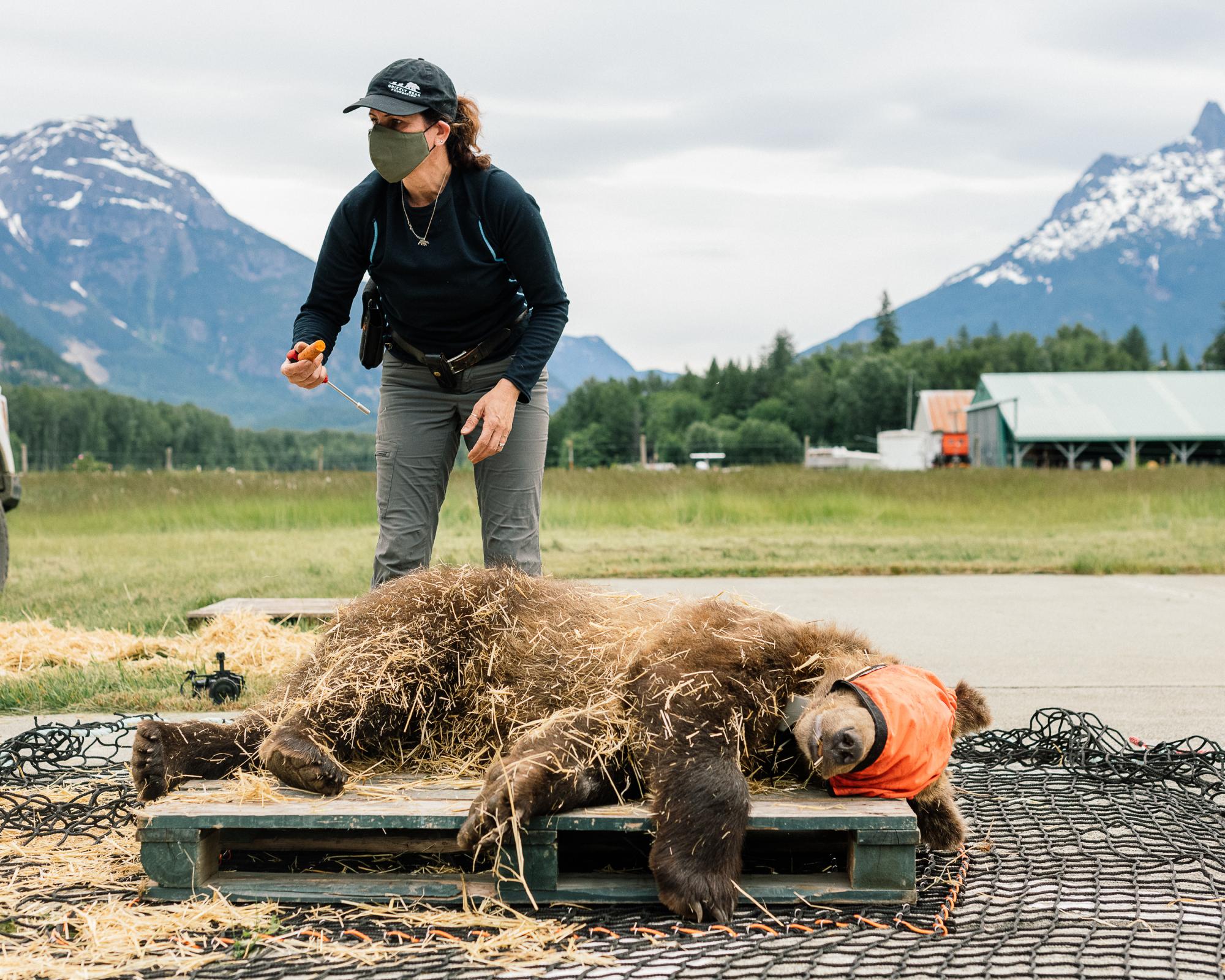 ‘We humans are inept at taking care of baby animals': why well-fed orphan bears die in the wild