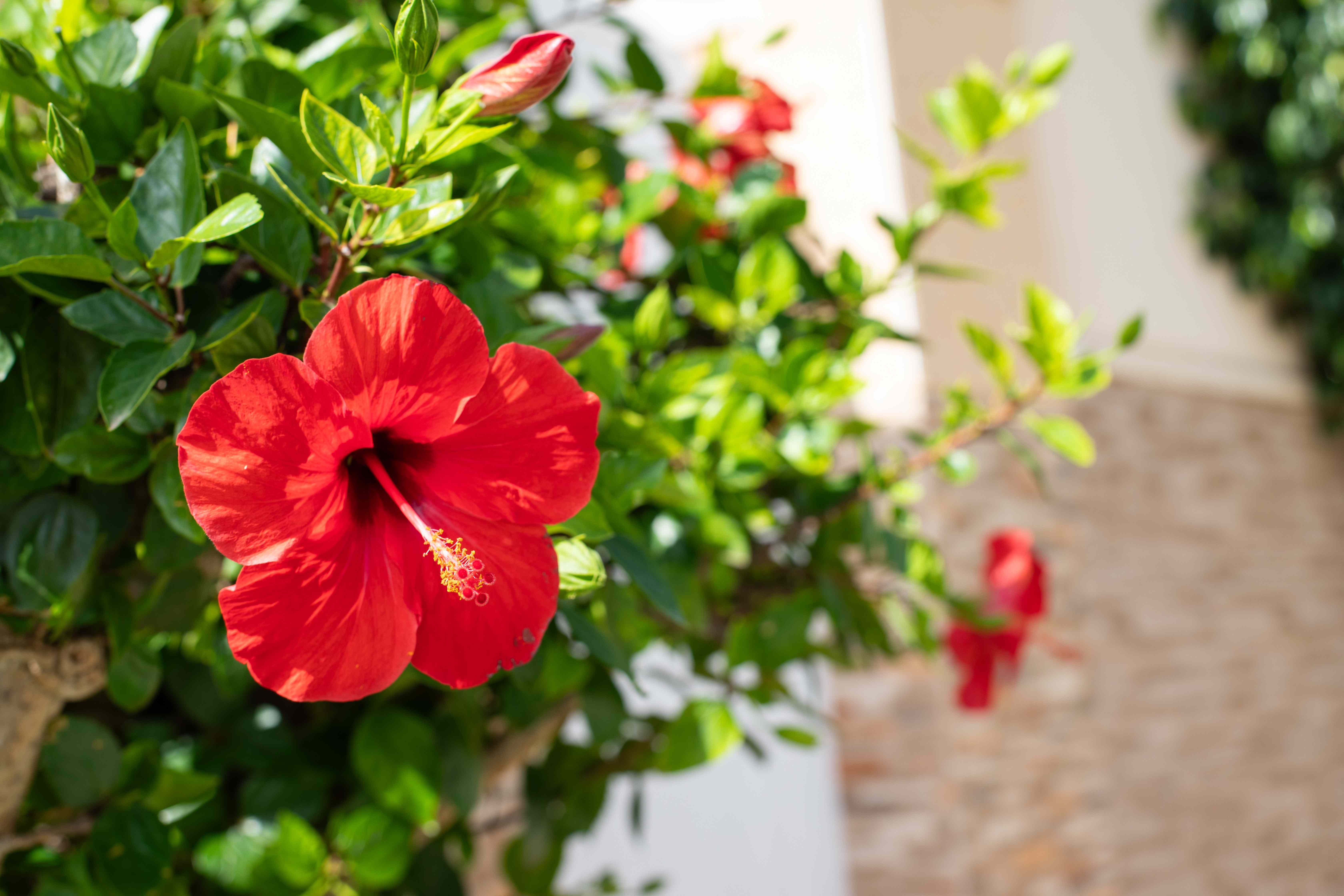 Hibiscus Looking Limp Already? These Easy Tricks Keep Them Perky and Blooming All Summer Long