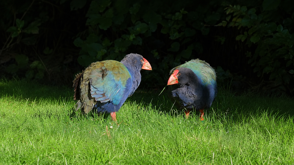 15 Animals Thought Extinct Until They Turned Up Alive