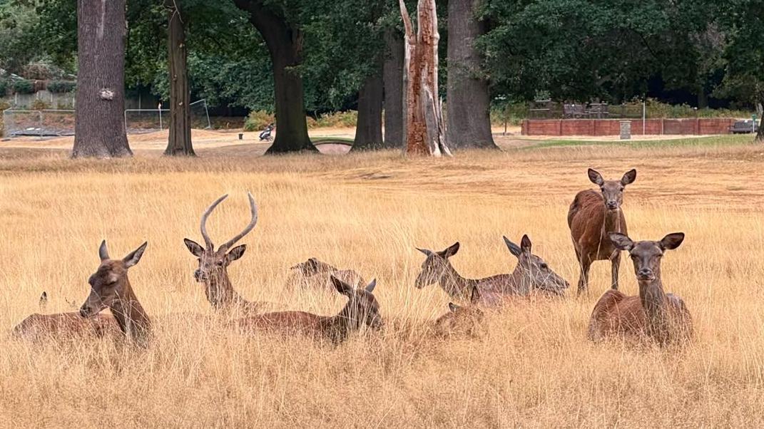 Brewery helps to keep deer fed at drought-hit park