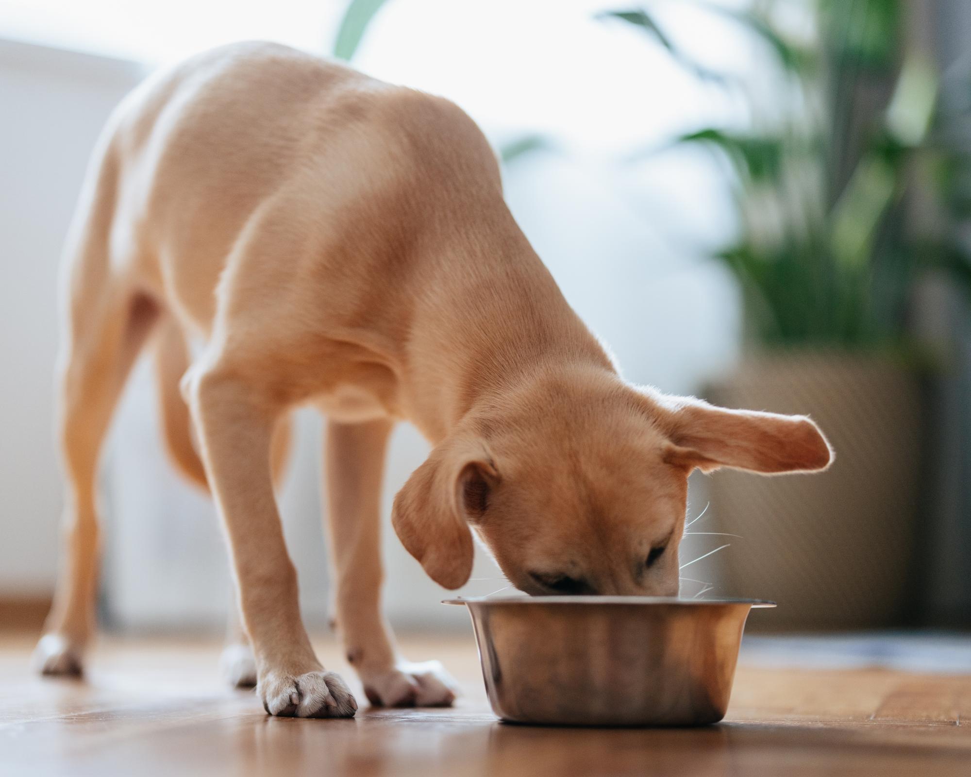 Years recalls fresh dog food after reports of pets losing sight