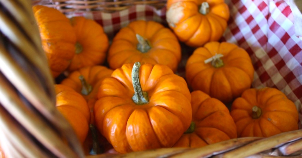 7 Best Pumpkin Patches in Michigan to Visit This Fall - AOL