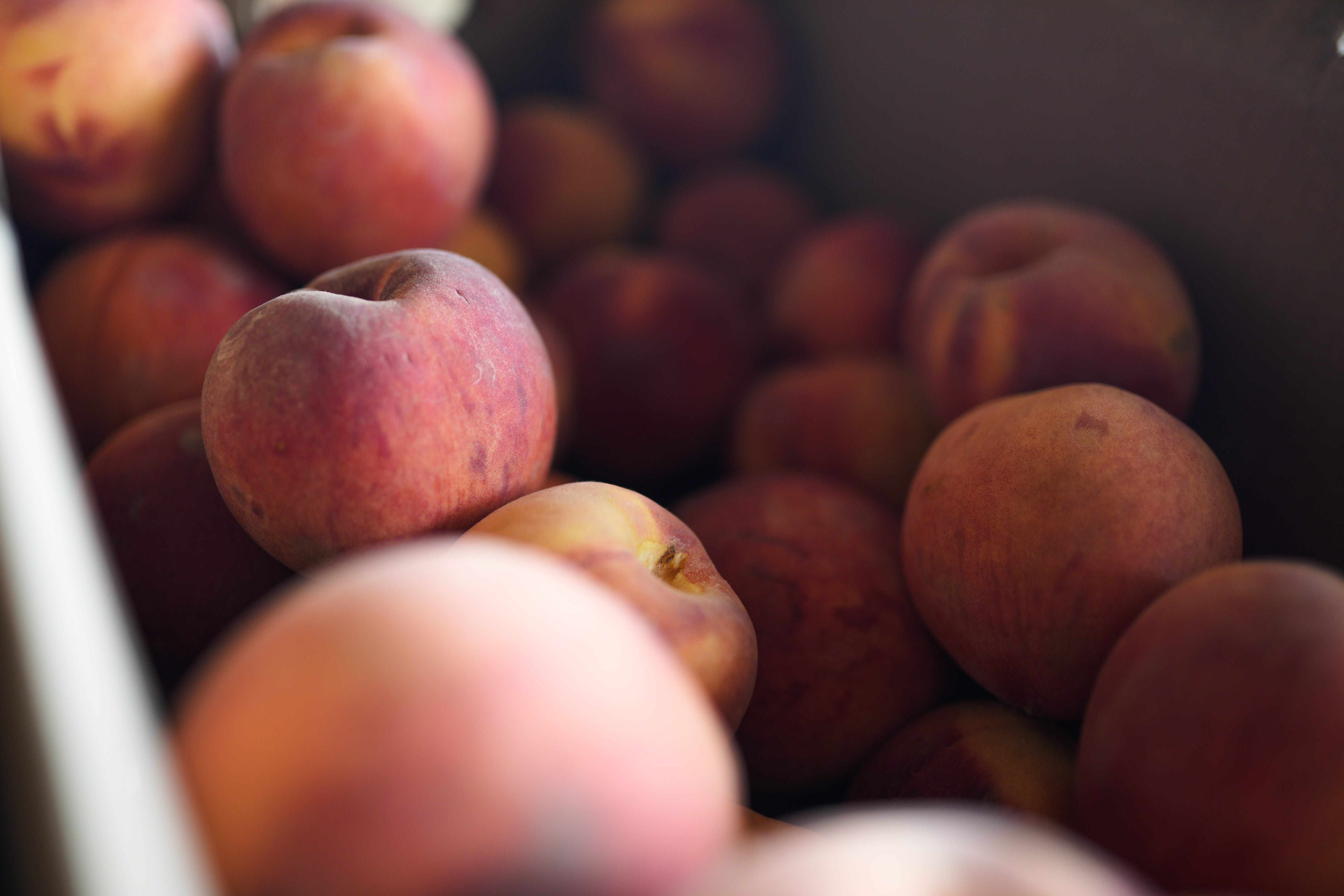 Climate change threatens peach crops in the Southeast