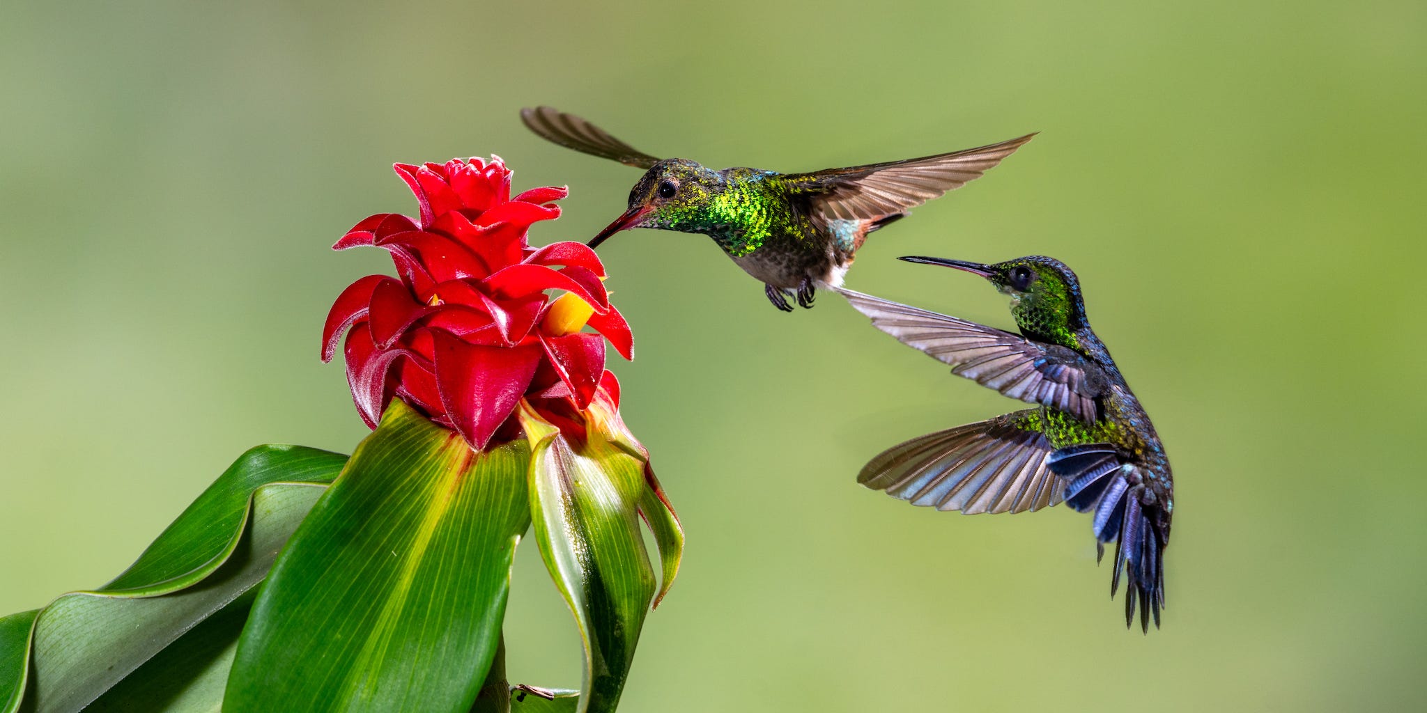 Pros Say These Common Mistakes Could Be Why Hummingbirds Aren't Coming to Your Yard