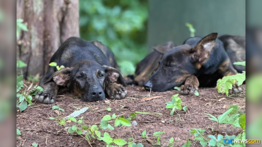 Officials search for owner of five abandoned puppies in Gastonia