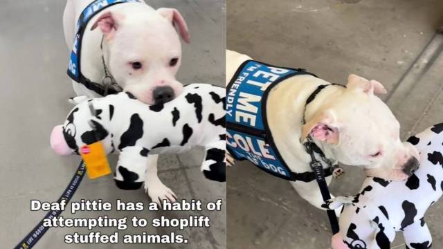 Deaf Dog Gets Caught Trying to Shoplift a Toy, but He Always Gets Away With Stealing Hearts