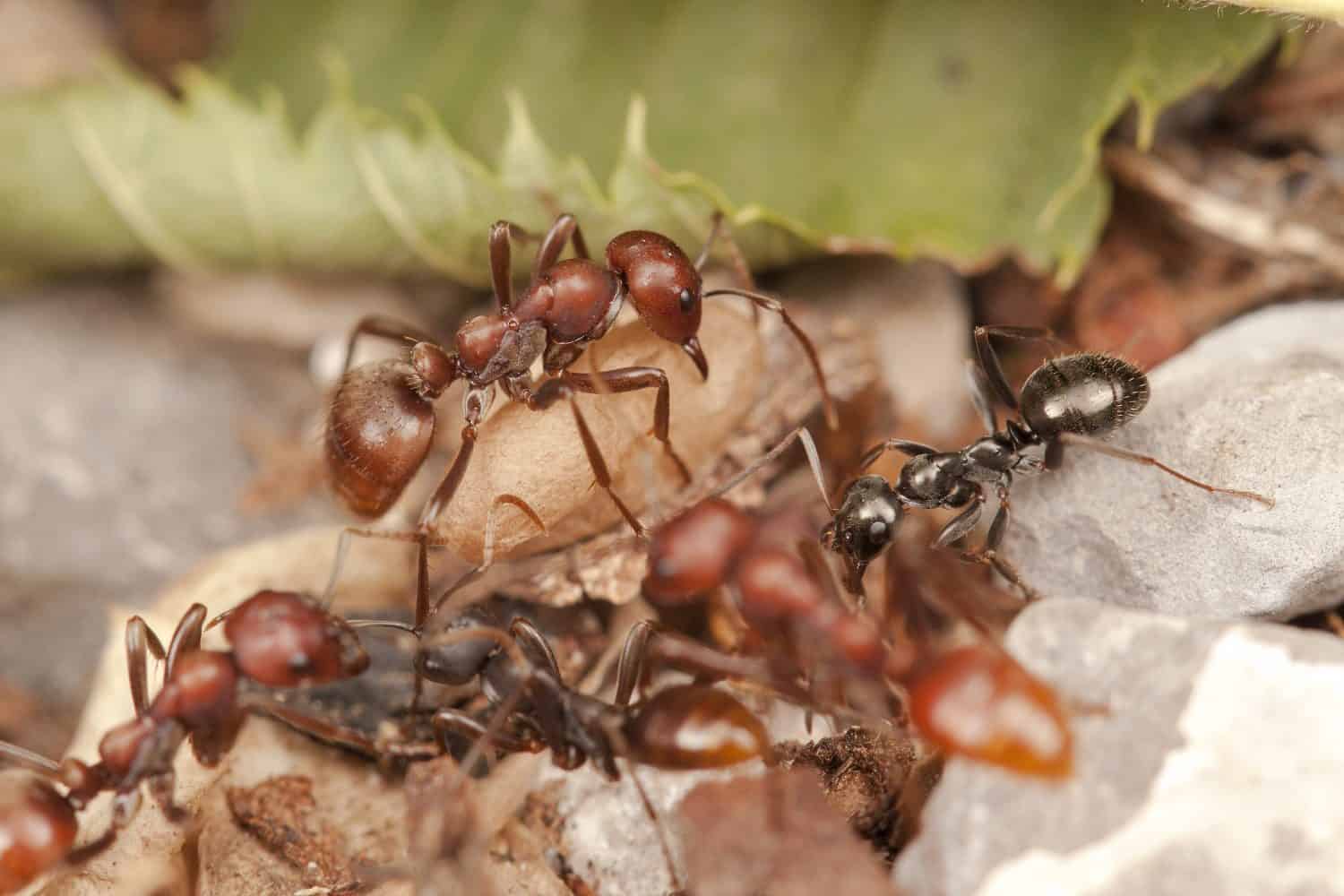 The Ant Queen Who Rules by Wearing a Dead Queen’s Scent