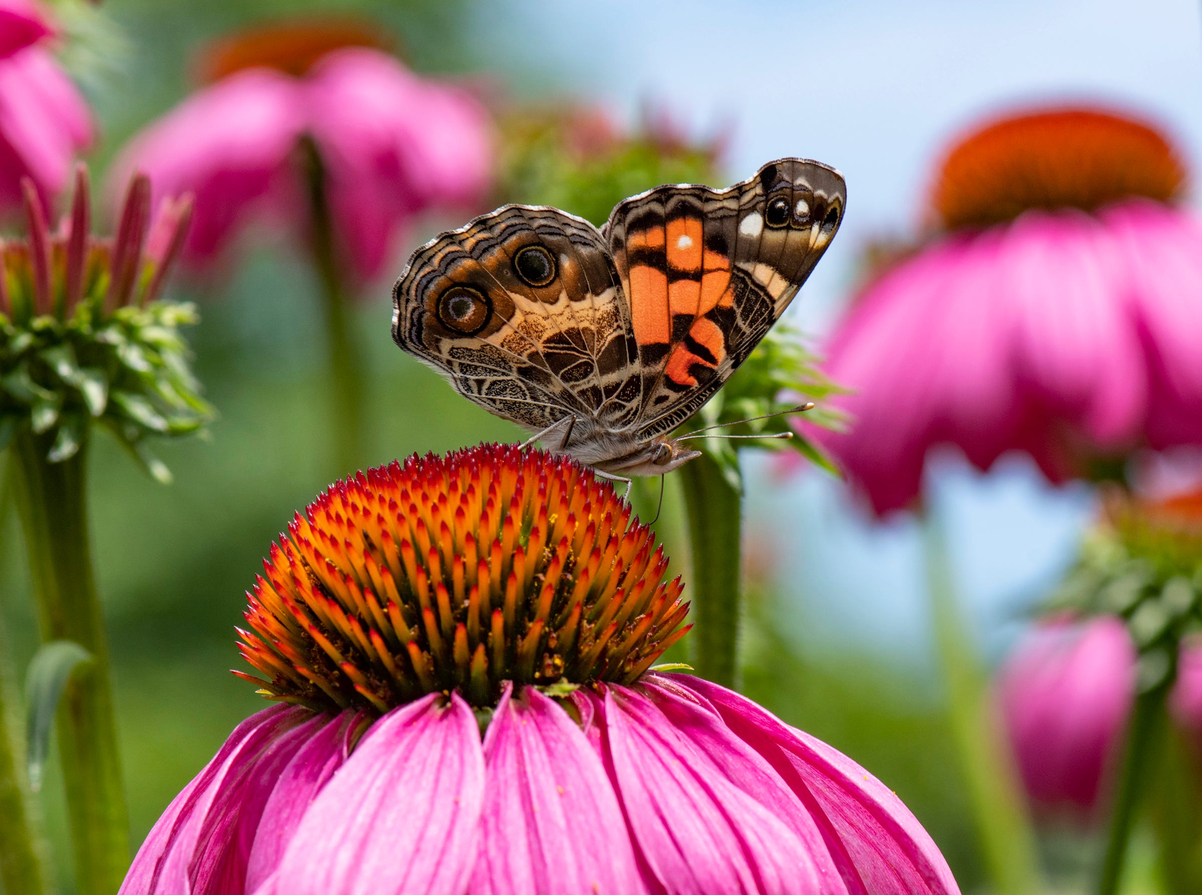 Cape Cod museum to host butterfly expert Nipam Patel - AOL