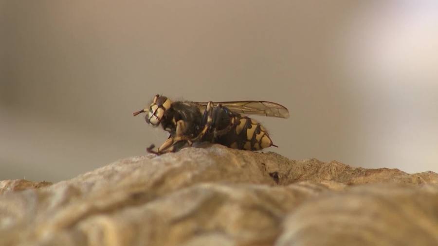 Connecticut in midst of busiest period for wasps, spotted lanternflies, other pests