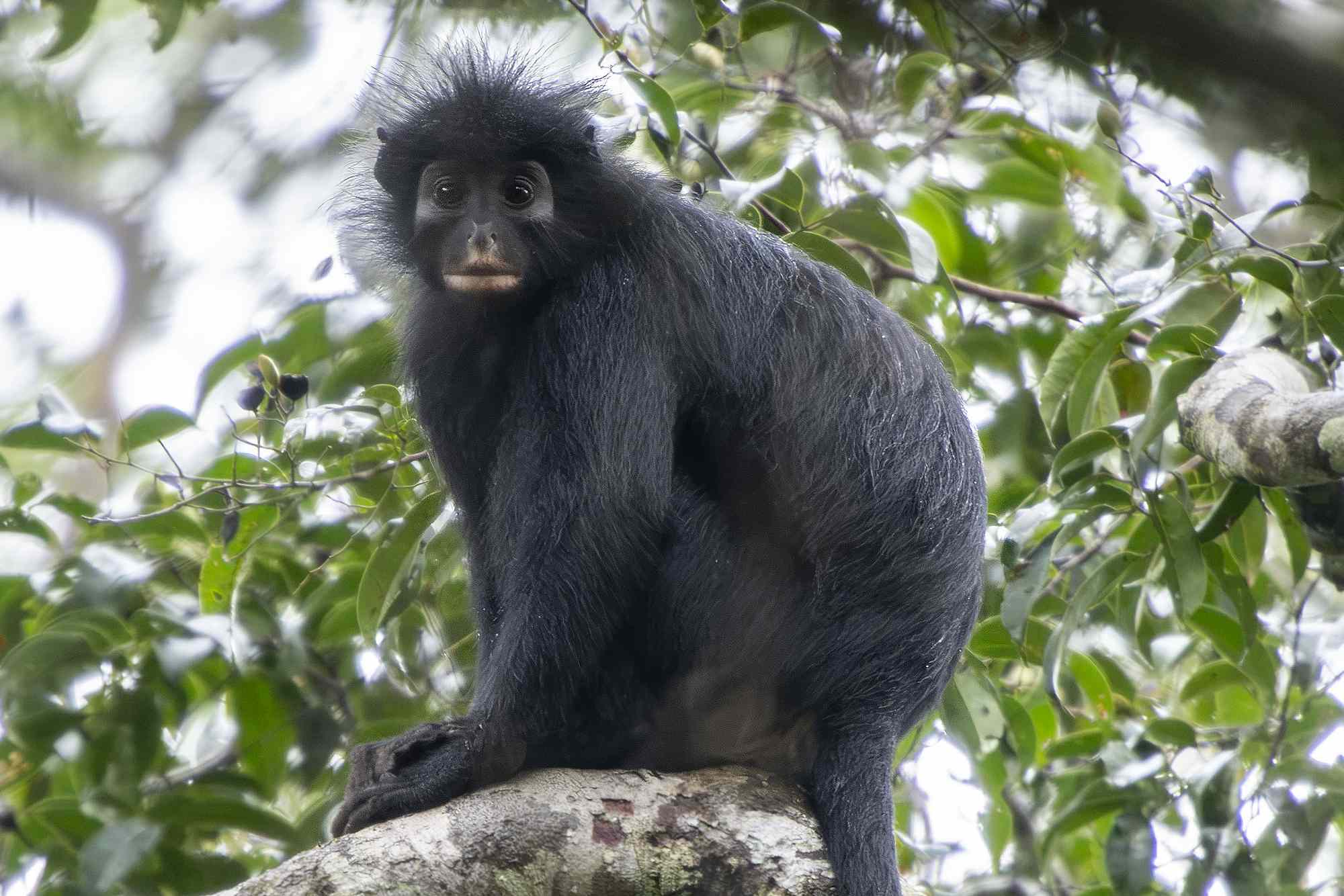 new-monkey-species-confirmed-nearly-20-years-later-as-scientists-warn