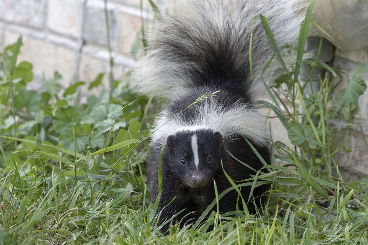 How To Keep Skunks Out Of Your Yard Before They Settle In