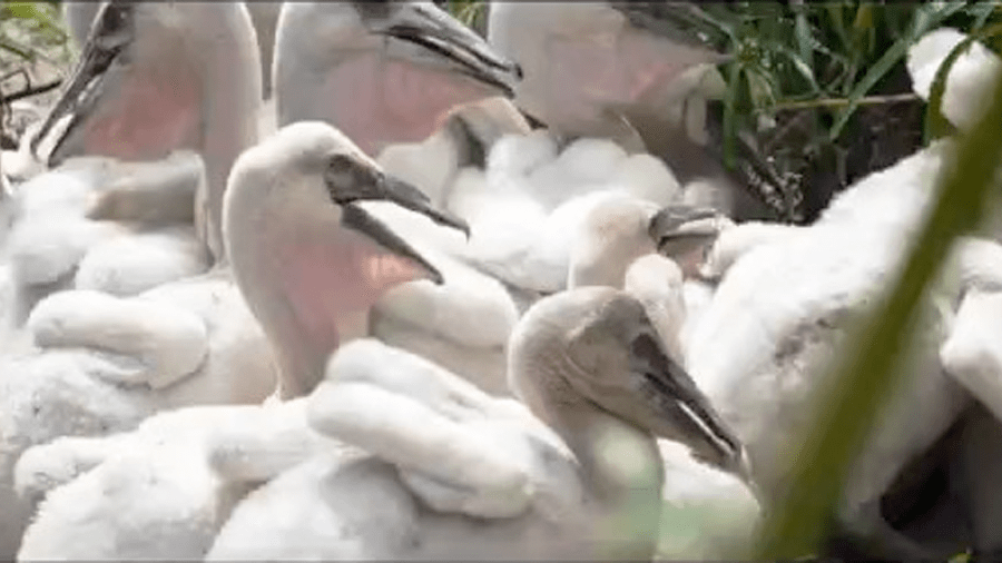 The Heart of the Story: Pelicans in the QCA